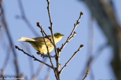 Yellowhammer