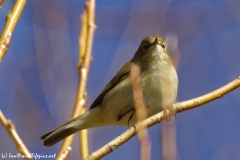 Willow Warbler