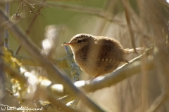 Wren