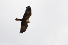 Female Marsh Harrier