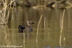 Male Gadwall