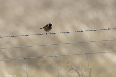 Male Stonechat