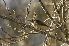 Willow Warbler with Bug