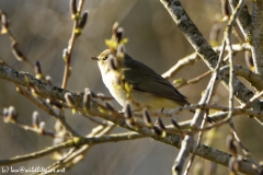 Willow Warbler