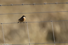 Male Stonechat