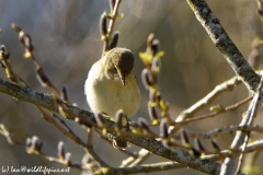 Willow Warbler