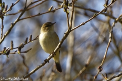 Willow Warbler