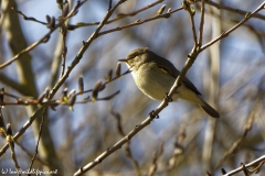 Willow Warbler