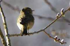 Willow Warbler Back View