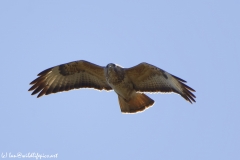 Buzzard in Flight