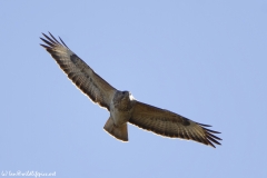 Buzzard in Flight