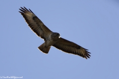 Buzzard in Flight