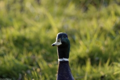 Mallard Head