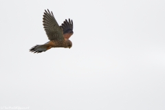 Kestrel in Flight