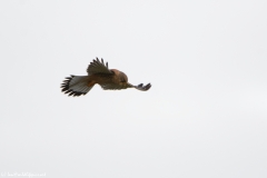 Kestrel in Flight