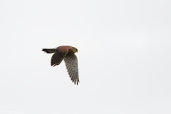 Kestrel in Flight