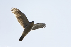 Male  Sparrowhawk