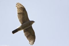 Male  Sparrowhawk