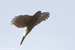 Male  Sparrowhawk