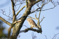 Kestrel