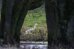 Great White Egret