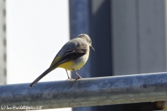 Male Grey Wagtail