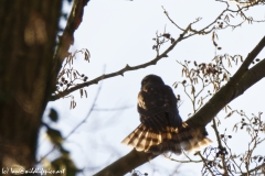 Kestrel