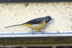 Male Grey Wagtail