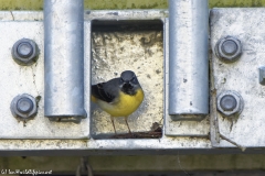 Male Grey Wagtail