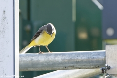 Male Grey Wagtail