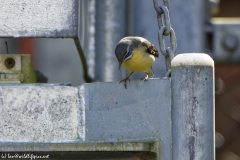 Male Grey Wagtail