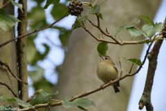 Goldcrest Closeup