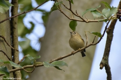 Goldcrest Closeup