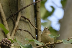 Goldcrest Closeup