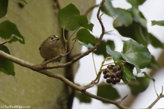 Goldcrest Closeup