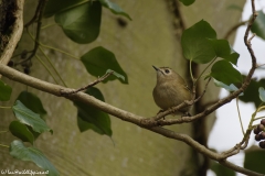 Goldcrest Closeup