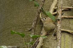 Goldcrest Closeup