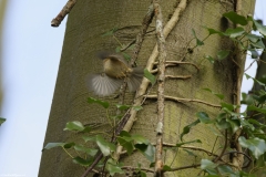 Goldcrest in Flight