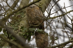 Two Young Tawny Owls