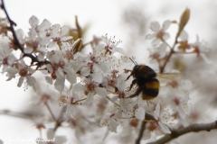 Bee in Blossom