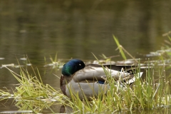 Male Mallard