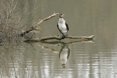 Cormorant with white chest and reflection