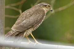 Female Sparrowhawk