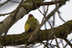 Male Green Woodpecker Back View