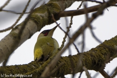 Male Green Woodpecker Back View