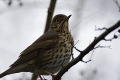 Song Thrush