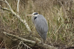 Grey Heron