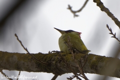 Male Green Woodpecker Side View