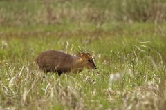 Male Muntjac