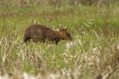 Male Muntjac